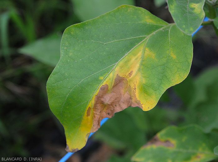 Verticillium-Aubergine1