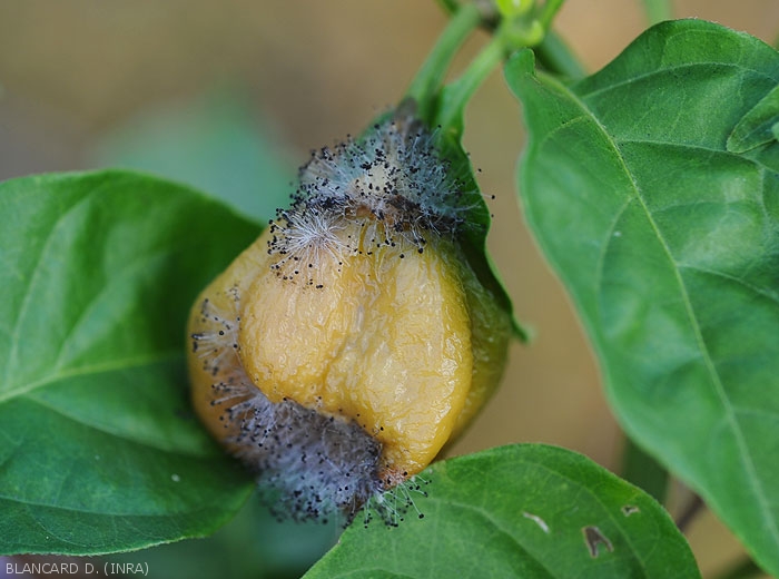 Choanephora-Piment1