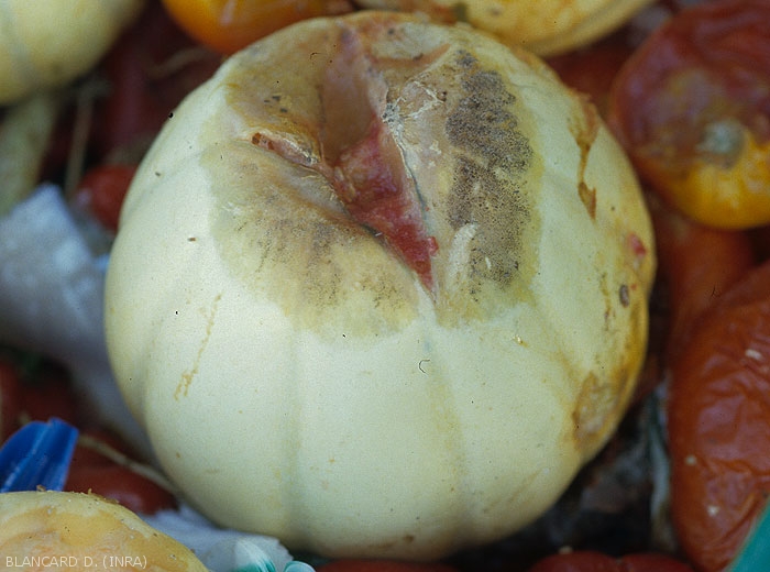Choanephora-Melon1