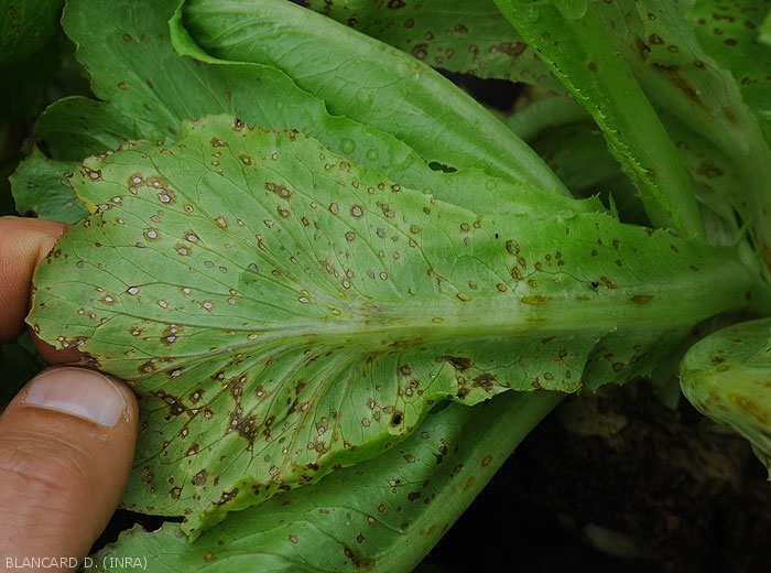 Cercosporiose-salade6