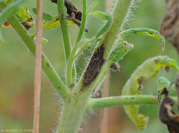Corynespora-Tomate8
