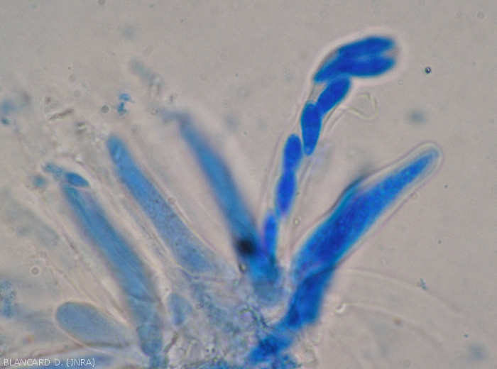 Didymella-Champi2