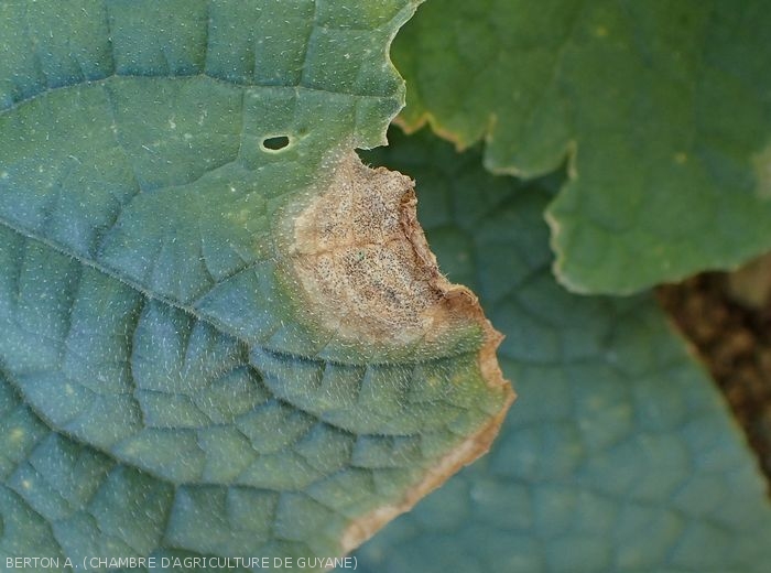 didymella_concombre
