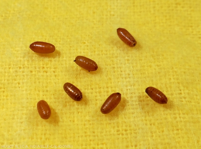 Pupe de<i>Batrocera tryoni</i>
