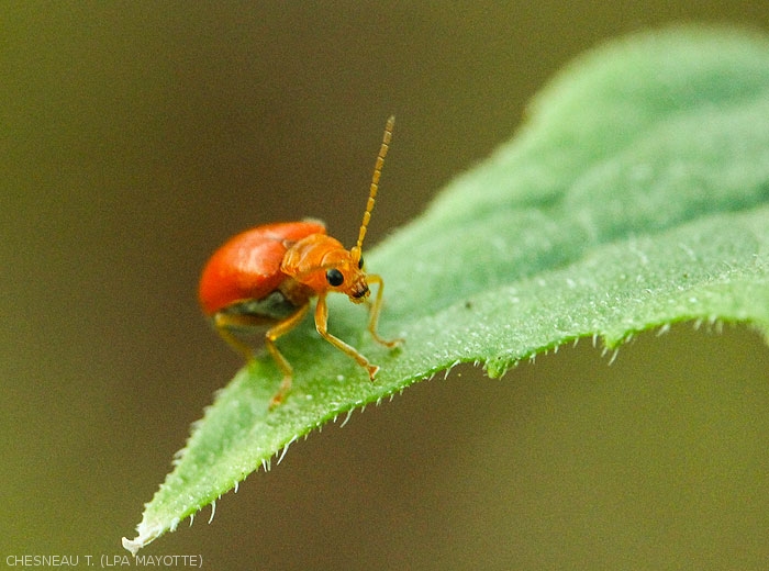 Alaucophora-foveicolis