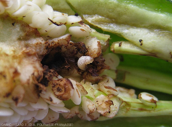 Détail d'une larve d'<i><b>Anthonomus eugenii</i></b> consommant l'intérieur d'un fruit de poivron. (charançon du poivron)