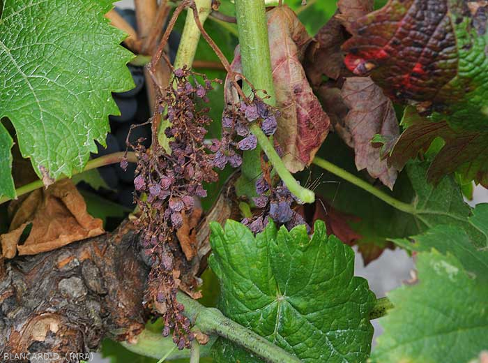 Tutte le bacche di questo grappolo sono essiccate.  (<b>flavescenza dorata</b>)