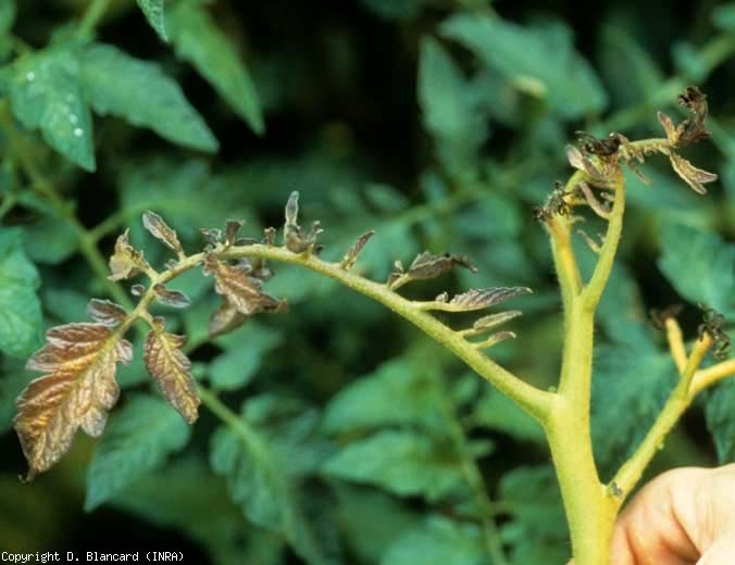 Questa punta della pianta è rachitica, giallastra e inizia ad antocianinare.  <b> <i> Candidatus </i> Phytoplasma solani </b> (stolbur)