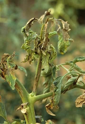 Su questa pianta, infetta da tempo, il <b> (<i> Cucumber mosaic virus </i> </b>, CMV) ha provocato necrosi e disseccamento di molte foglioline e di numerose foglie.  Sono interessati anche diversi piccioli e parti dello stelo.