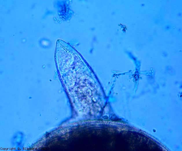 <b> <i> Meloidogyne </i> spp. </b>, come altri nematodi fitofagi, hanno uno stiletto orale cavo che consente loro di pungere le cellule per assorbire il contenuto.  (nematodi galligeni)