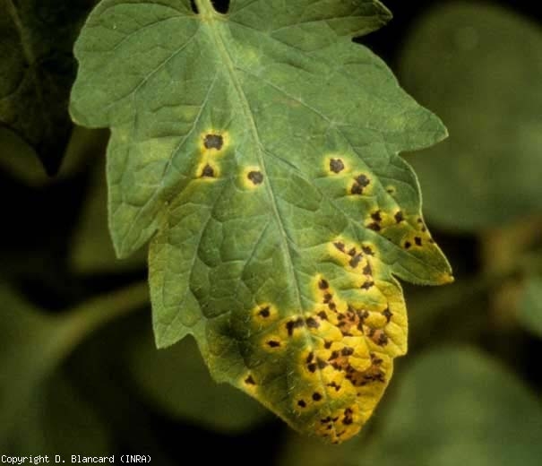 Diverse piccole lesioni brune, aureole con un marcato alone giallo, si congiungono gradualmente su questa fogliolina di pomodoro.  <b> <i> Pseudomonas syringuae </i> pv.  <i> pomodoro </i> </b>