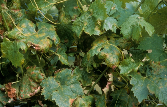 Le "macchie d'olio" osservate all'inizio dell'infezione da <b> <i> Plasmopara viticola </i> </b> sulle foglie si diffondono successivamente e ingialliscono fino a diventare necrotiche.
Peronospora della vite.