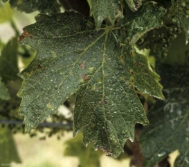 Xylophilus_vigne2