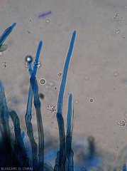 Cercosporiose-Piment8