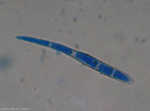 Cercosporiose-Gombo12
