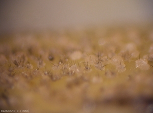 De nombreuses acervules sont visibles de profil sur ces tissus lésés. Elles renferment plus ou moins des soies noires et cloisonnées (ou setae).
<i><b>Colletotrichum orbiculare</b></i> (anthracnose)