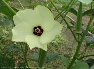 Contexte-Guyane5
