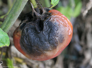 
Una grande lesione rovina una porzione significativa di questo frutto di pomodoro.  il film risulta essere più o meno rugoso.  La presenza di filamenti miceliali melanizzati e picnidi neri spiega la tinta scura visibile al centro della lesione.  <b><i>Didymella lycopercisi</i></b> (<i>Didymella</i> marciume, <i>Didymella</i> marciume della frutta)