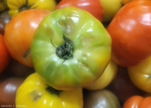 Tomate_ToBRFV5