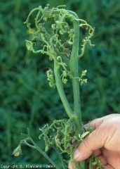 Phytoto_tomate_DB_474_69