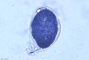 oidium12